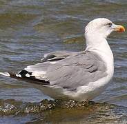 Yellow-legged Gull