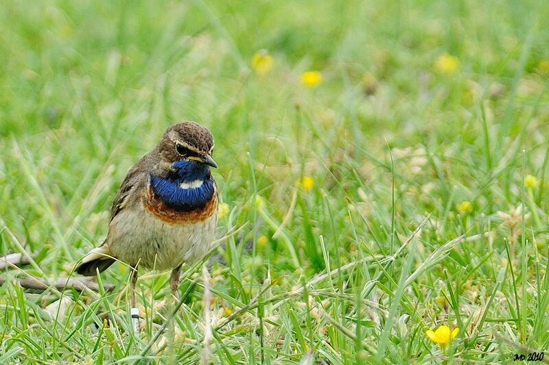 Bluethroat