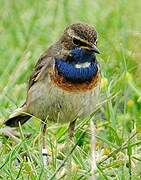 Bluethroat