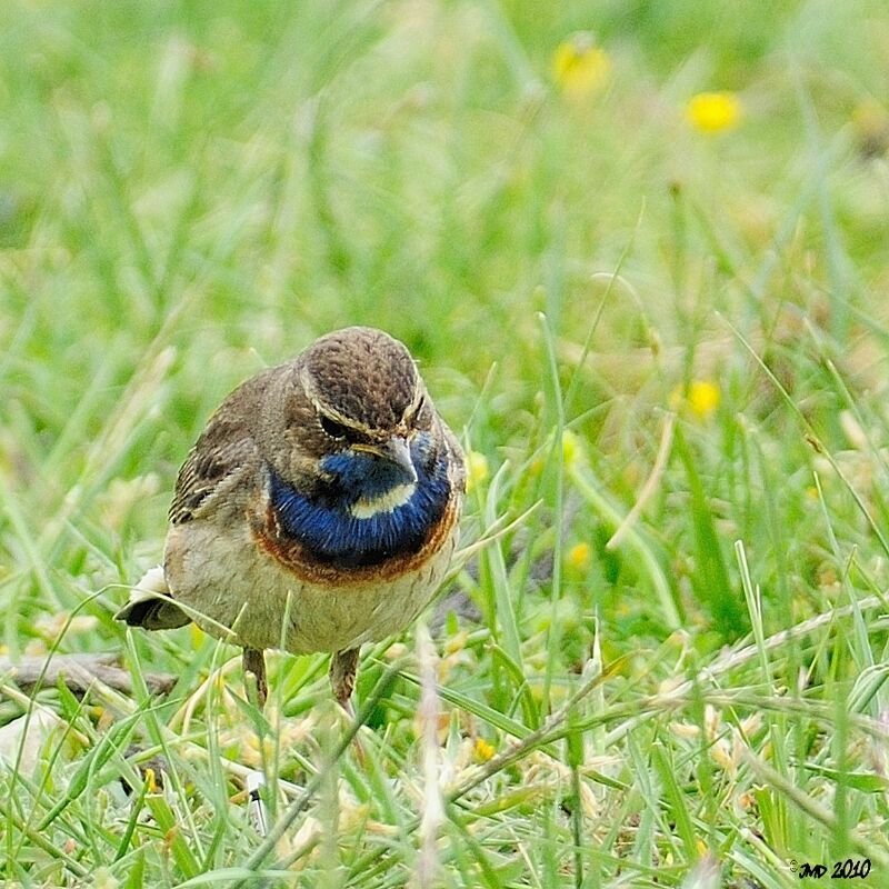 Bluethroat