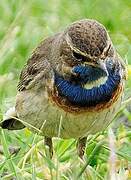 Bluethroat