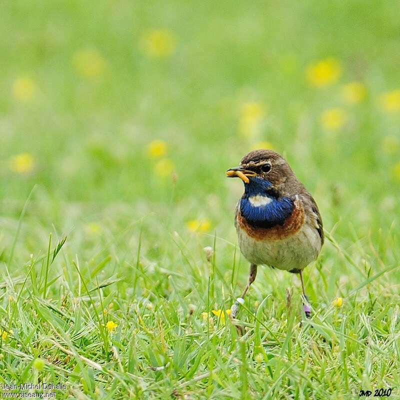 Bluethroat