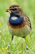 Bluethroat