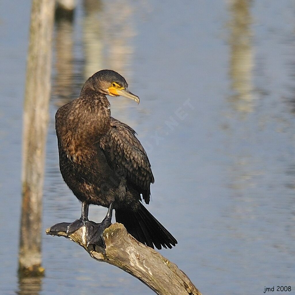 Grand Cormoranadulte