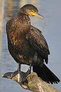 Great Cormorant