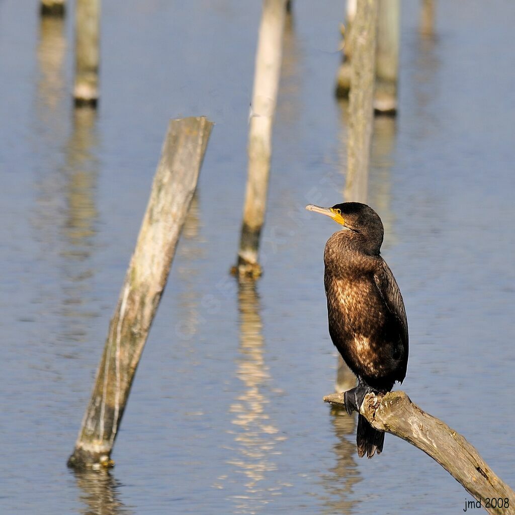 Grand Cormoranadulte