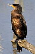 Great Cormorant