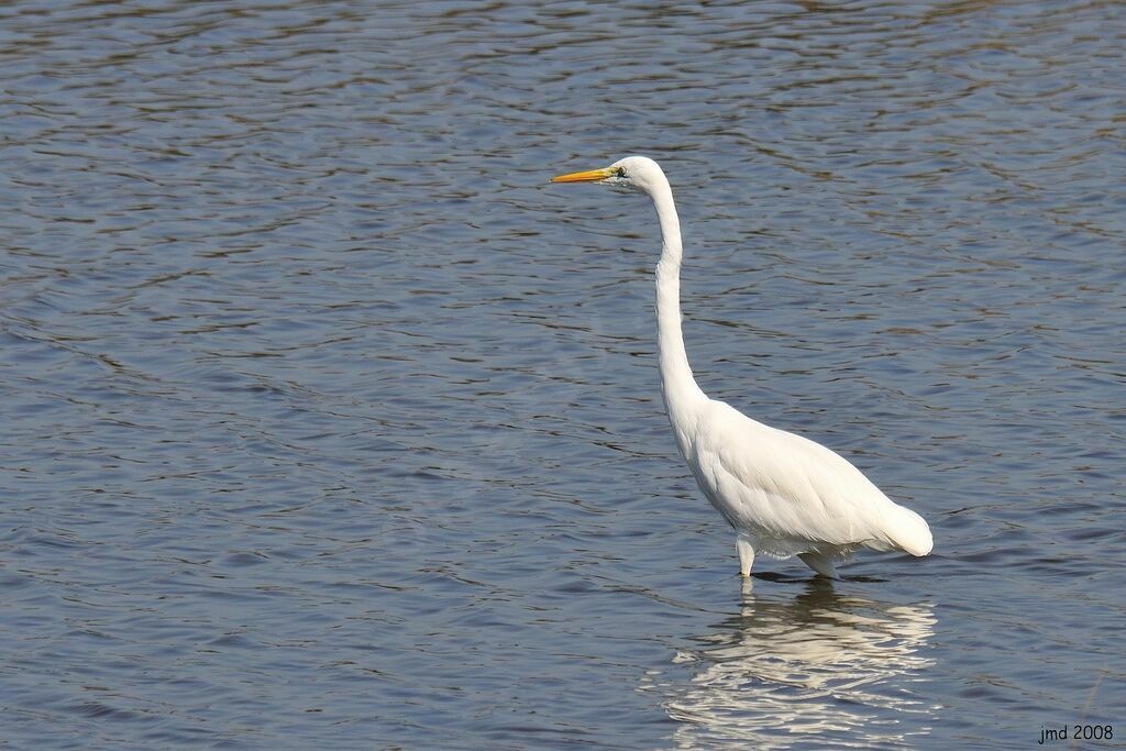 Great Egretadult