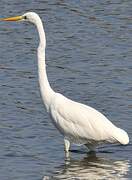 Grande Aigrette