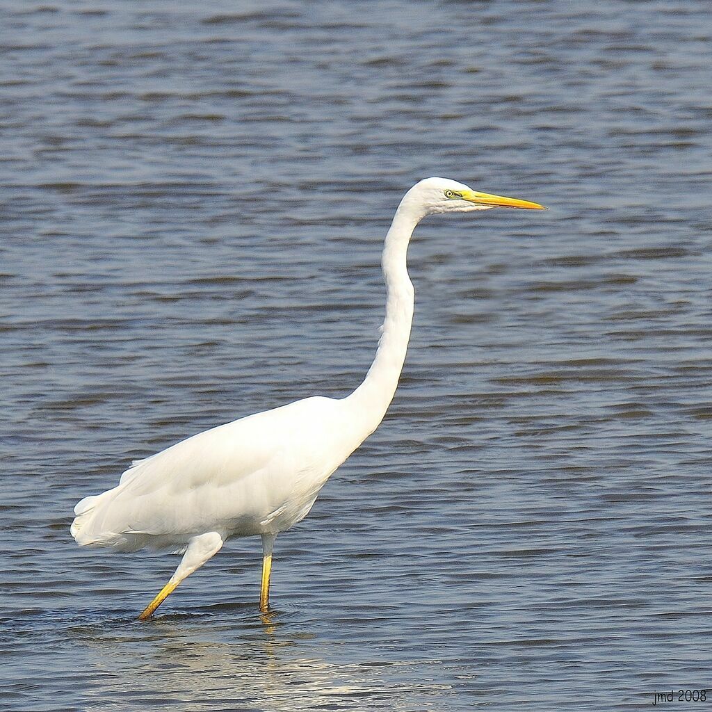 Great Egretadult