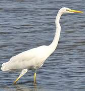 Grande Aigrette