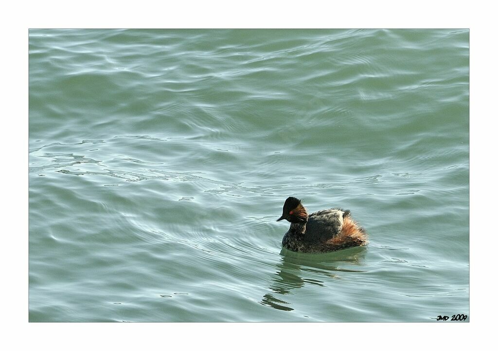 Black-necked Grebeadult