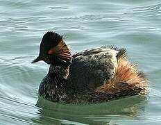 Black-necked Grebe