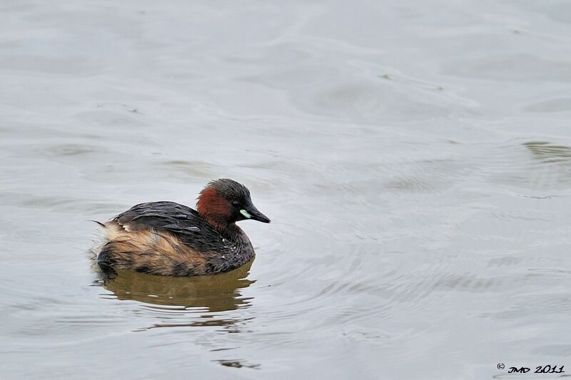 Little Grebe