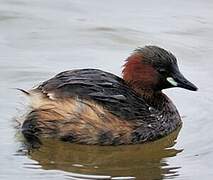 Little Grebe