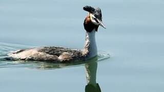 Great Crested Grebe