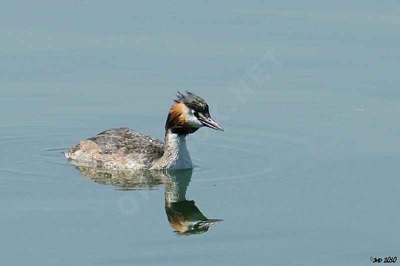 Great Crested Grebe