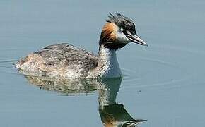 Great Crested Grebe