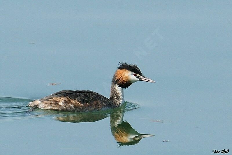 Great Crested Grebe