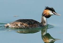 Great Crested Grebe