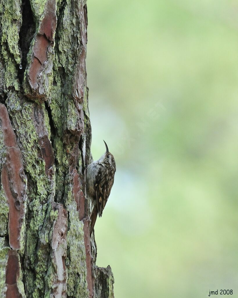 Short-toed Treecreeper