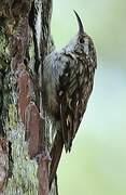 Short-toed Treecreeper