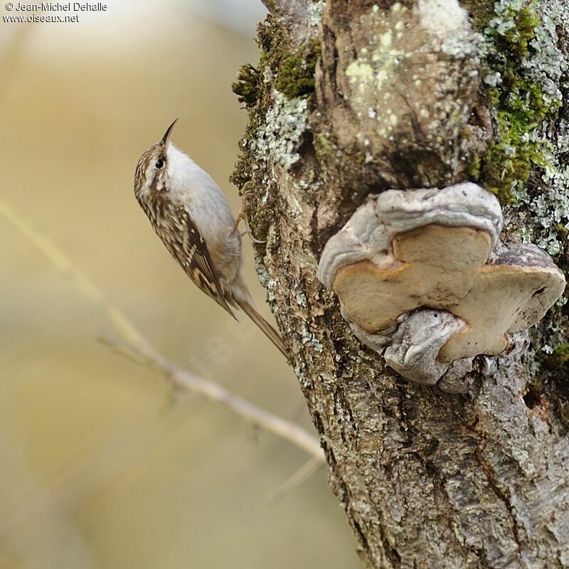 Short-toed Treecreeper