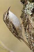 Short-toed Treecreeper