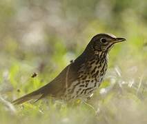 Song Thrush