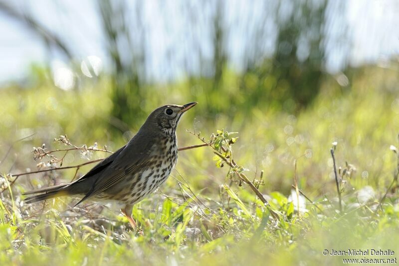 Song Thrush