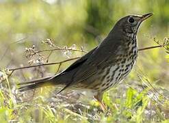 Song Thrush