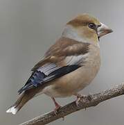 Hawfinch