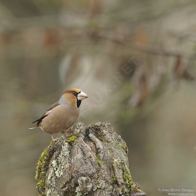 Hawfinch male adult