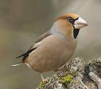 Hawfinch