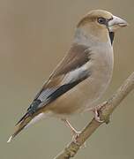 Hawfinch