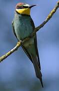 European Bee-eater