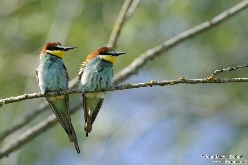 European Bee-eater