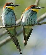 European Bee-eater