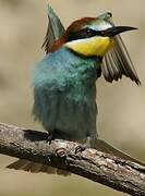 European Bee-eater