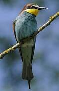 European Bee-eater