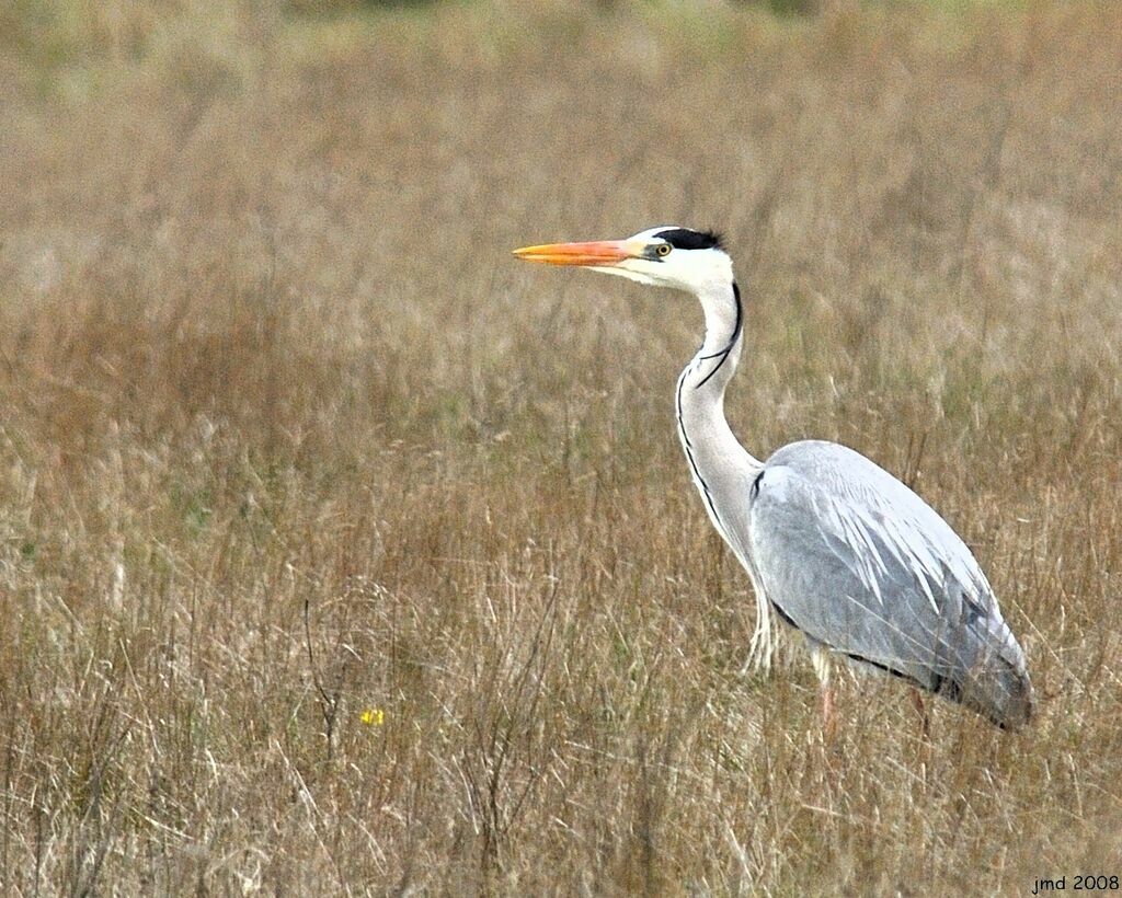 Grey Heronadult