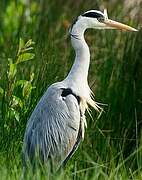 Grey Heron