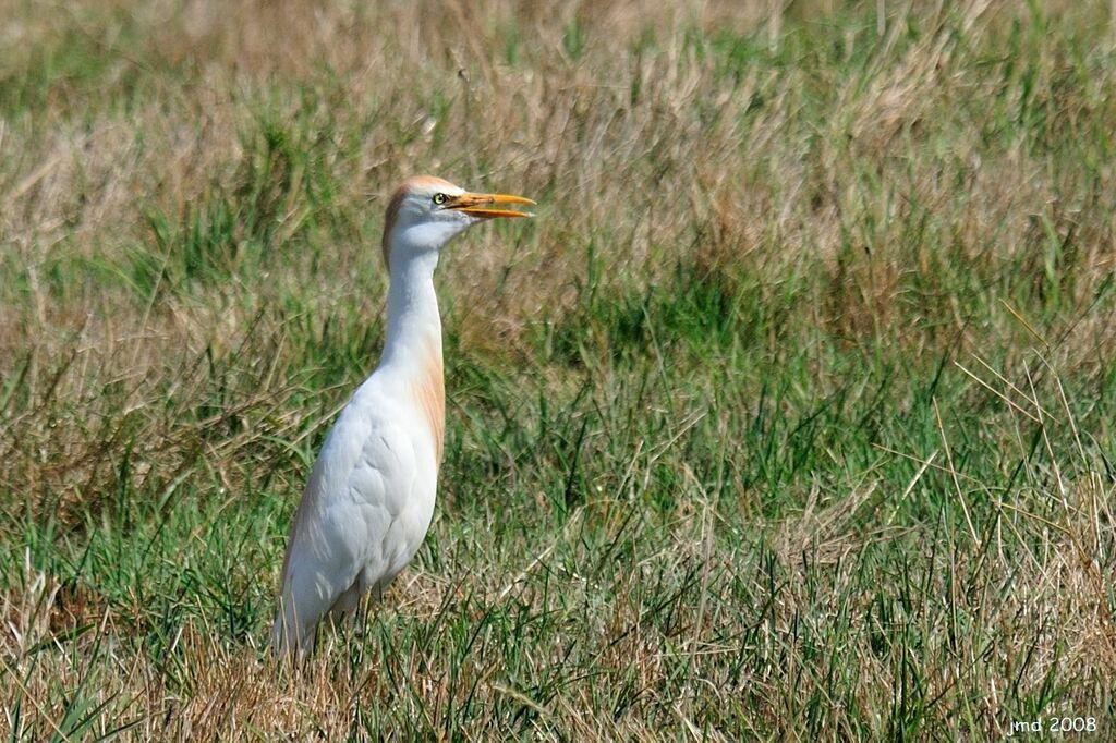 Western Cattle Egret