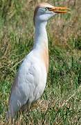 Western Cattle Egret