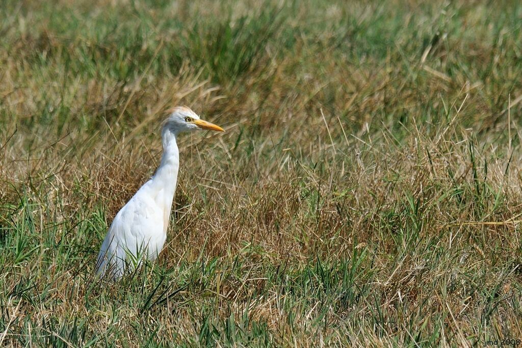 Western Cattle Egret