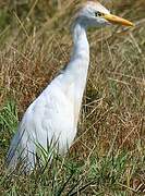 Western Cattle Egret