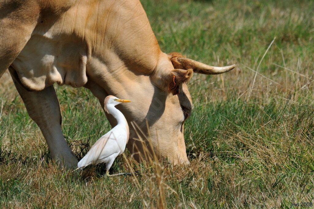 Western Cattle Egret