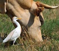 Western Cattle Egret