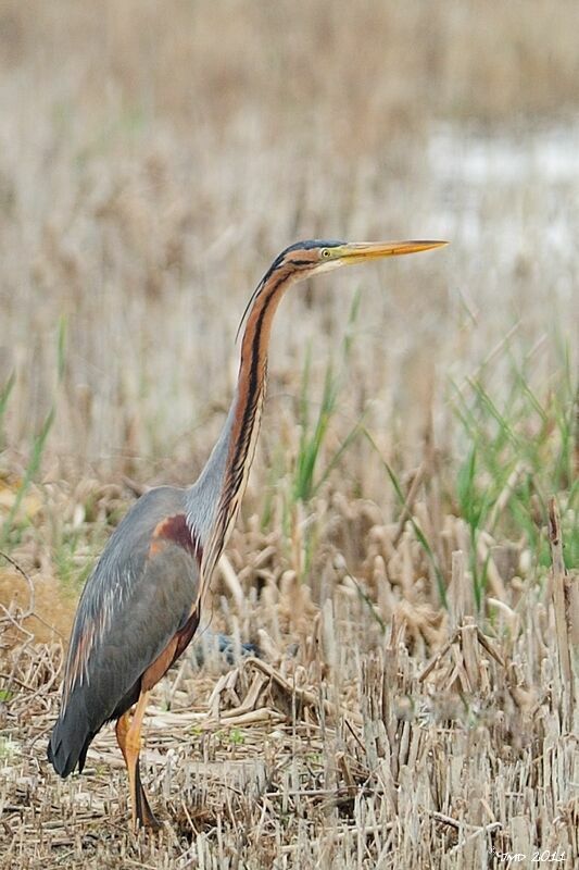 Purple Heron