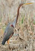 Purple Heron